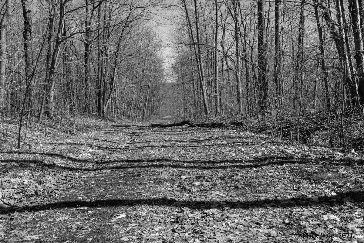 Avenue Trees
